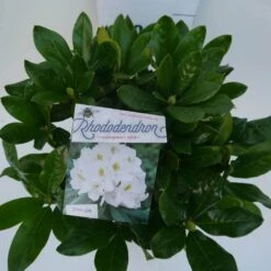 Rhododendron (Rhododendron 'Cunningham White') -Planten Verkoopwinkel cun white c5 boven 1