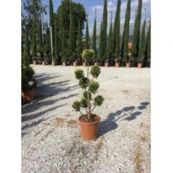 Gele Conifeer Als Pompon (Cupressocyparis Leylandii 'Gold Rider')