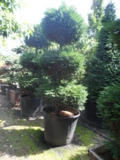 Cupressocyparis, Triobol (Cupressocyparis Leylandii 'Castlewellan Gold') -Planten Verkoopwinkel cupressocyparis leylandii 250 300 triobol c500