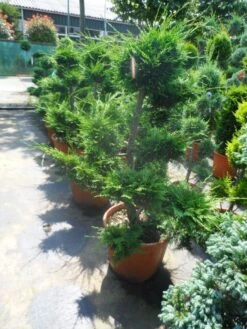 Cupressocyparis Als Bonsai (Cupressocyparis Leylandii 'Castlewellan Gold' ) 7 Cupressocyparis Als Bonsai (Cupressocyparis Leylandii 'Castlewellan Gold' ) -Planten Verkoopwinkel cupressocyparis leylandii bonsai 100 125 c70 1