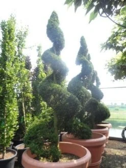 Leylandcipres Als Spiraal (Cupressocyparis Leylandii 'Castlewellan Gold' ) -Planten Verkoopwinkel cupressocyparis leylandii castlewellan gold spiraal 250 300 c500 extra 1 1