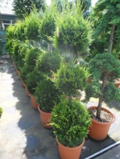 Cupressocyparis, Triobol (Cupressocyparis Leylandii 'Castlewellan Gold') -Planten Verkoopwinkel cupressocyparis leylandii castlewellan gold triobol 125 150 175 c25