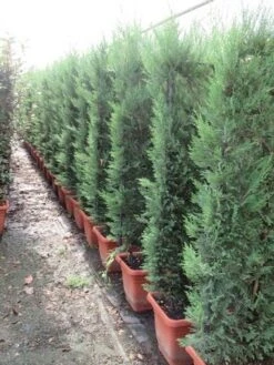 Conifeer Meeneemhaag (Cupressocyparis Leylandii) -Planten Verkoopwinkel cupressocyparis leylandii leivorm 80x120 2