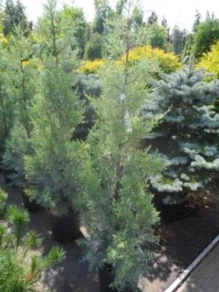 Cipres (Cupressus Arizonica 'Glauca') -Planten Verkoopwinkel cupressus arizonica glauca 100 125 1