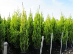 Cipres Kamerconifeer (Cupressus Macrocarpa 'Goldcrest') -Planten Verkoopwinkel cupressus macrocarpa goldcrest