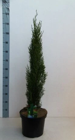 Italiaanse Cipres (Cupressus Sempervirens 'Totem') -Planten Verkoopwinkel cupressus semp totem 80 100 cm co. 10l kopie 2 1