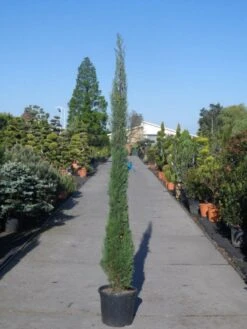 Italiaanse Cypres (Cupressus Sempervirens 'Stricta') -Planten Verkoopwinkel cupressus sempervirens strica 200 250 c30 1