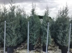 Cipres (Cupressus Arizonica 'Glauca') -Planten Verkoopwinkel cupressusarizonicaglauca
