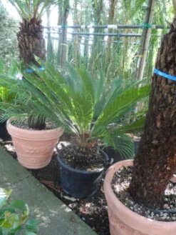 Cycaspalm (Cycas Revoluta) -Planten Verkoopwinkel cycas revoluta 100 125 c50 2