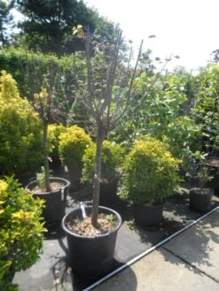 Kweepeer (Cydonia Oblonga) -Planten Verkoopwinkel cydonia oblonga halfstam 14 16 18