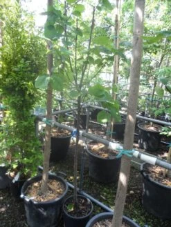 Kweepeer (Cydonia Oblonga) -Planten Verkoopwinkel cydonia oblonga halfstam 5 6 8 c10