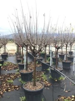 Kweepeer (Cydonia Oblonga 'Vranja') 3 Kweepeer (Cydonia Oblonga 'Vranja') -Planten Verkoopwinkel cydoniaoblonga vranja halfstam01