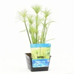 Papyrusplant (Cyperus Percamenthus) -Planten Verkoopwinkel cyperus percamenthus s