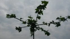 Dakplataan (Platanus Hispanica ) -Planten Verkoopwinkel dakplataan 2 1