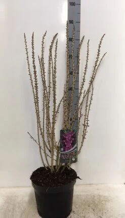 Peperboompje (Daphne Mezereum 'Rubra') -Planten Verkoopwinkel daphne mez. rubra 60 80 c7.5