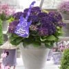 Hortensia Deep Purple Dance (Hydrangea 'Music Collection') -Planten Verkoopwinkel deep purple dance 2