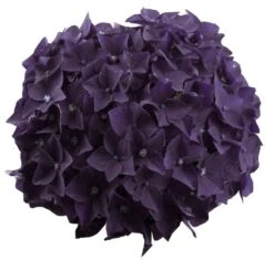 Hortensia Deep Purple Dance (Hydrangea 'Music Collection') -Planten Verkoopwinkel deep purple dance bloem 2 2