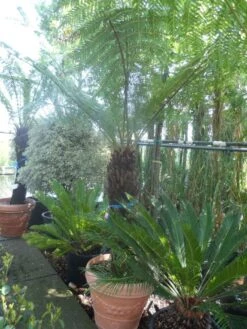 Grote Boomvaren (Dicksonia Antarctica) -Planten Verkoopwinkel dicksonia antarctica 100 120stam 1 1