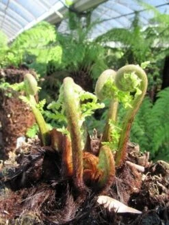 Boomvaren (Dicksonia Antarctica) -Planten Verkoopwinkel dicksonia antarctica 3