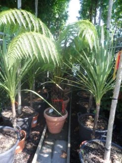 Grote Boomvaren (Dicksonia Antarctica) -Planten Verkoopwinkel dicksonia antarctica 40stam cont. 1