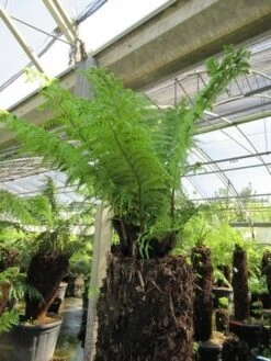 Boomvaren (Dicksonia Antarctica) -Planten Verkoopwinkel dicksonia antarctica 4 1