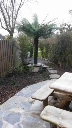 Grote Boomvaren (Dicksonia Antarctica) -Planten Verkoopwinkel dicksonia antartica 1