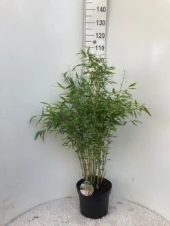 Niet Woekerende Bamboe (Fargesia 'Dino') -Planten Verkoopwinkel dino c10 2
