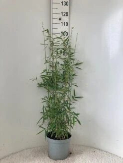 Niet Woekerende Bamboe (Fargesia 'Dino') -Planten Verkoopwinkel dino c5 2