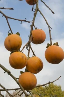 Kaki (Diospyros Kaki) -Planten Verkoopwinkel diospyros kaki02 1