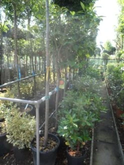 Kaki (Diospyros Kaki) -Planten Verkoopwinkel diospyros kaki halfstam 12 14