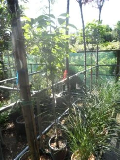 Kaki (Diospyros Kaki) -Planten Verkoopwinkel diospyros kaki halfstam 5 6 8 c10 1