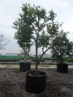 Kaki (Diospyros Kaki) -Planten Verkoopwinkel diospyros kaki muscat solitair