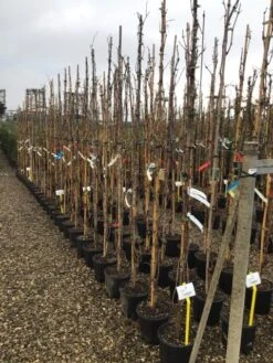 Witte Druif (Vitis Vinifera 'Italia') -Planten Verkoopwinkel druif