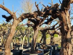 Druif, Op Stam (Vitis Vinifera) -Planten Verkoopwinkel druifopstamvitisvinifera01 2