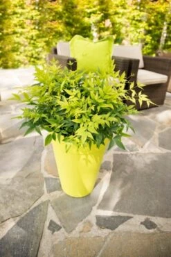 Hemelse Bamboe (Nandina Domestica 'Lemon And Lime') -Planten Verkoopwinkel dsc 4593 bew