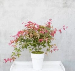 Japanse Esdoorn (Acer Palmatum 'Beni-maiko') -Planten Verkoopwinkel dsc 8150benimaiko