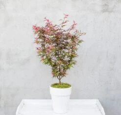 Japanse Esdoorn (Acer Palmatum 'Shaina') -Planten Verkoopwinkel dsc 8156