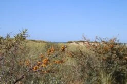 Duindoorn (Hippophae Rhamnoides) -Planten Verkoopwinkel duindoorn 1 2