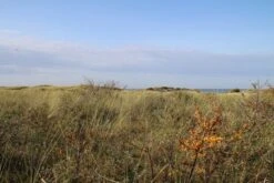 Duindoorn (Hippophae Rhamnoides) -Planten Verkoopwinkel duindoorn 2 1