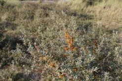 Duindoorn (Hippophae Rhamnoides) -Planten Verkoopwinkel duindoorn 6