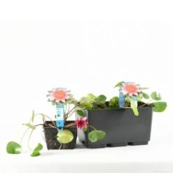 Waterlelie (Nymphaea 'Laydekeri Lilacea') -Planten Verkoopwinkel e 11970 p11w nymphaea laydekeri lilacea tb