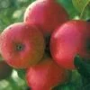 Lei-Appel (Malus Domestica 'Ecolette') -Planten Verkoopwinkel ecolette 1