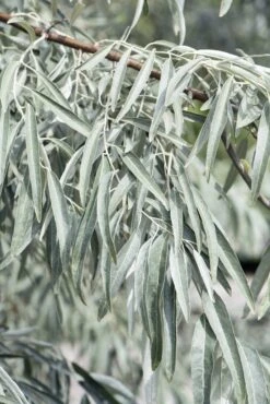 Smalbladige Olijfwilg Als Boom (Elaeagnus Angustifolia) 5 Smalbladige Olijfwilg Als Boom (Elaeagnus Angustifolia) -Planten Verkoopwinkel elaeagnus angustifolia