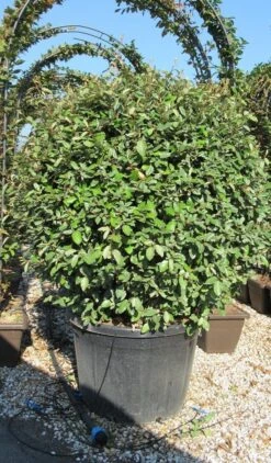 Olijfwilg Als Bol (Elaeagnus Ebbingei 'Compacta') -Planten Verkoopwinkel elaeagnus ebbingei 100 110 bol 1