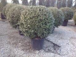 Olijfwilg Als Bol (Elaeagnus Ebbingei 'Compacta') -Planten Verkoopwinkel elaeagnus ebbingei 100 110cm bol
