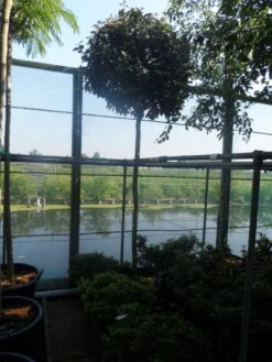 Olijfwilg Als Boom (Elaeagnus Ebbingei) 9 Olijfwilg Als Boom (Elaeagnus Ebbingei) -Planten Verkoopwinkel elaeagnus ebbingei 12 14ho cont 1