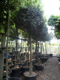 Olijfwilg Op Stam (Elaeagnus Ebbingei) -Planten Verkoopwinkel elaeagnus ebbingei 14 16 18ho c130 1