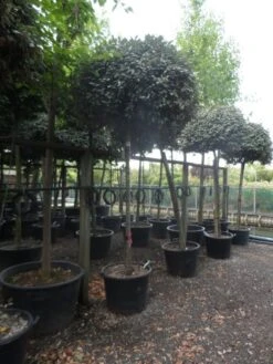 Olijfwilg Als Boom (Elaeagnus Ebbingei) -Planten Verkoopwinkel elaeagnus ebbingei 14 16 18ho c130 2