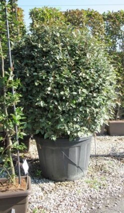 Olijfwilg Als Bol (Elaeagnus Ebbingei 'Compacta') -Planten Verkoopwinkel elaeagnus ebbingei bol