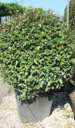 Olijfwilg Als Bol (Elaeagnus Ebbingei 'Compacta') -Planten Verkoopwinkel elaeagnus ebbingei bol 2 1